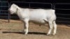 1 X WIT DORPER RAM IAN LONG