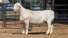 1 X WIT DORPER RAM IAN LONG