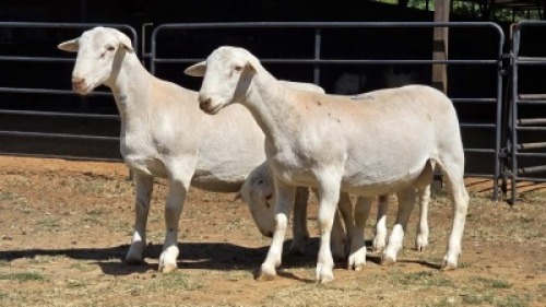3 X WIT DORPER RAM IAN LONG (Per animal to take the lot)