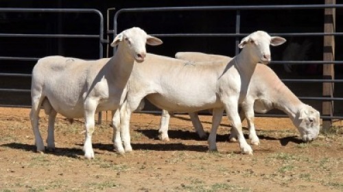 3 X WIT DORPER RAM IAN LONG (Per animal to take the lot)
