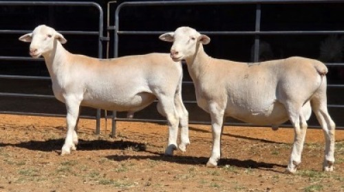 2 X WIT DORPER RAM IAN LONG (Per animal to take the lot)