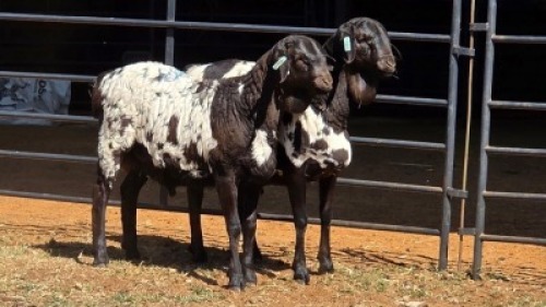 2 X PERSIE RAM IAN LONG (Per animal to take the lot)