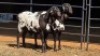 2 X PERSIE RAM IAN LONG (Per animal to take the lot)