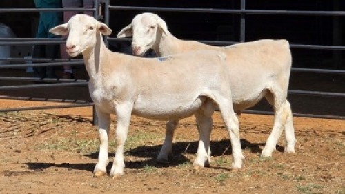 2 X WIT DORPER RAM IAN LONG (Per animal to take the lot)