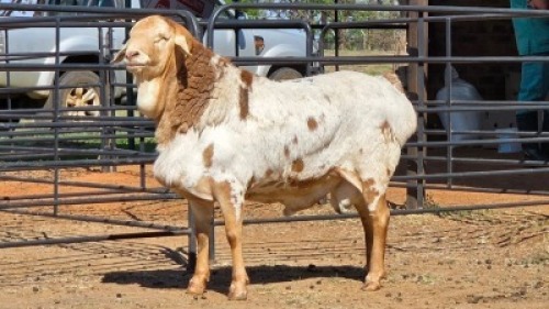 1 X PERSIE RAM IAN LONG