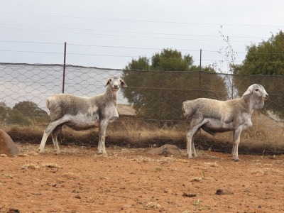 2 X BLOU SKILDER PERSIE SKAAP RAM & EWES MOHIMBA - PERSIES (Per Piece to take the lot)