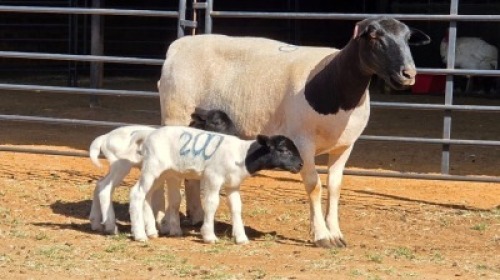 1+2 X DORPER EWE BASHEWA DORPERS