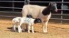 1+2 X DORPER EWE BASHEWA DORPERS