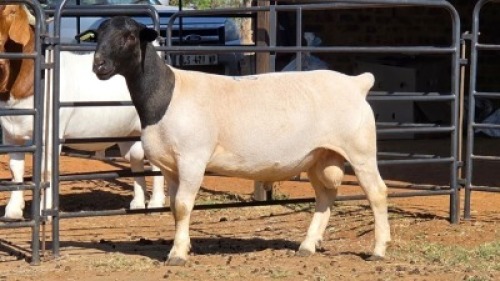 1 X DORPER RAM BASHEWA DORPERS