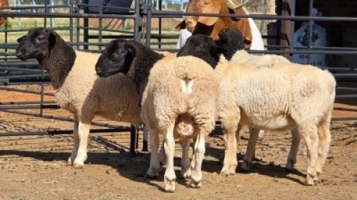 4 X DORPER RAM BASHEWA DORPERS (Per animal to take the lot)