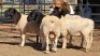 4 X DORPER RAM BASHEWA DORPERS (Per animal to take the lot)