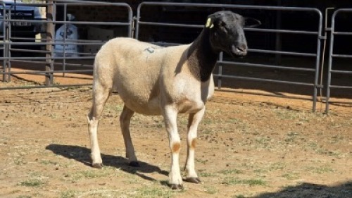 1 X DORPER RAM BASHEWA DORPERS