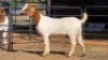 1 X BOERBOK DOE BASHEWA DORPERS