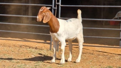 1 X BOERBOK DOE BASHEWA DORPERS