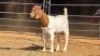1 X BOERBOK DOE BASHEWA DORPERS
