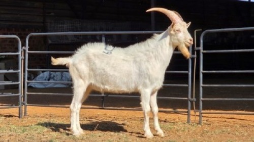 1 X SAANEN BUCK ERASMUS HOMESTEAD