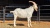1 X SAANEN BUCK ERASMUS HOMESTEAD