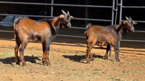 2 X DWERG BOK BUCK JACQUES DU PLESSIS (Per animal to take the lot)