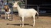 1 X SAANEN DOE ERASMUS HOMESTEAD