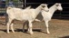 2 X SAANEN DOE ERASMUS HOMESTEAD (Per animal to take the lot)