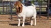 1 X BOERBOK BUCK MP VAN DER MERWE