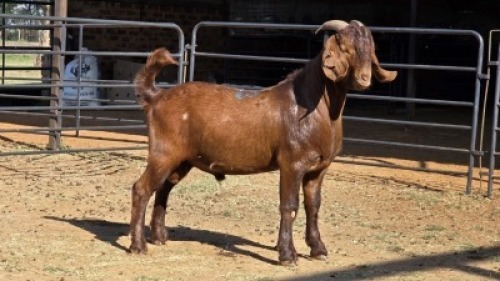 1 X KALAHARI RED BUCK ZARGOS GOATS