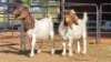 2 X BOERBOK BUCK ZARGOS GOATS (Per animal to take the lot)