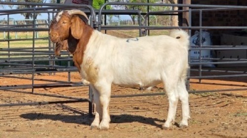 1 X BOERBOK BUCK ZARGOS GOATS