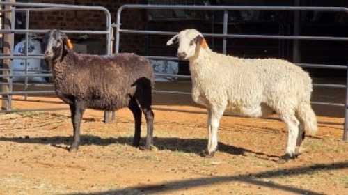 2 X MEATMASTER CROSS EWE SINE METU (Per animal to take the lot)
