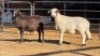 2 X MEATMASTER CROSS EWE SINE METU (Per animal to take the lot)