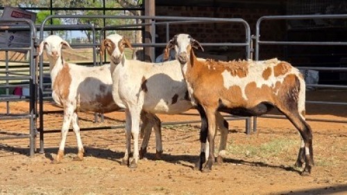 3 X DAMARA CROSS EWE SINE METU (Per animal to take the lot)
