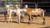 3 X DAMARA CROSS EWE SINE METU (Per animal to take the lot)