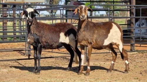 2 X DAMARA CROSS EWE SINE METU (Per animal to take the lot)