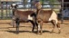 2 X DAMARA CROSS EWE SINE METU (Per animal to take the lot)