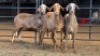 3 X MEATMASTER CROSS EWE SINE METU (Per animal to take the lot)