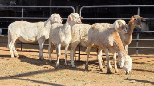 5 X MEATMASTER CROSS EWE SINE METU (Per animal to take the lot)