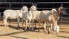 5 X MEATMASTER CROSS EWE SINE METU (Per animal to take the lot)