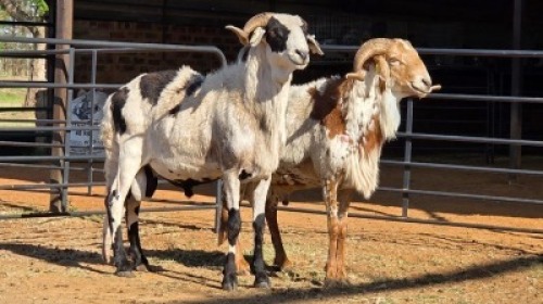 2 X DAMARA CROSS RAM SINE METU (Per animal to take the lot)