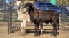 2 X DAMARA CROSS RAM SINE METU (Per animal to take the lot)