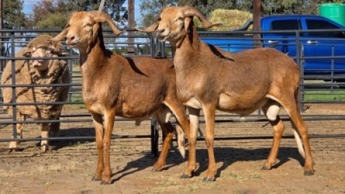 2 X DAMARA CROSS RAM SINE METU (Per animal to take the lot)