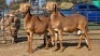 2 X DAMARA CROSS RAM SINE METU (Per animal to take the lot)