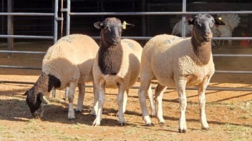 3 X DORPER EWE JT PRETORIUS (Per animal to take the lot)