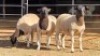 3 X DORPER EWE JT PRETORIUS (Per animal to take the lot)