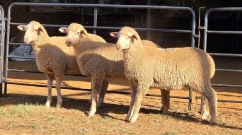 3 X DOHNE MERINO EWE JT PRETORIUS (Per animal to take the lot)