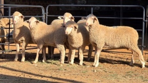 5 X DOHNE MERINO EWE JT PRETORIUS (Per animal to take the lot)