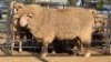 1 X DOHNE MERINO RAM JT PRETORIUS