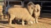 3 X DOHNE MERINO EWE JT PRETORIUS (Per animal to take the lot)