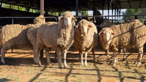 5 X DOHNE MERINO EWE JT PRETORIUS (Per animal to take the lot)