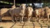 5 X DOHNE MERINO EWE JT PRETORIUS (Per animal to take the lot)