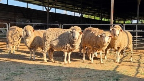 8 X DOHNE MERINO EWE JT PRETORIUS (Per animal to take the lot)